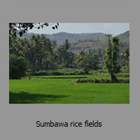 Sumbawa rice fields